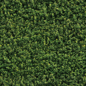 FOLHAGEM VERDE FOLHAS