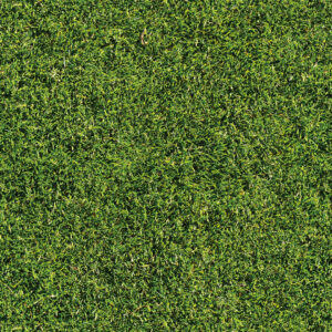 GRAMADO VERDE FOLHAS
