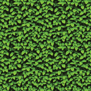 VERDE FRESCO FOLHAS