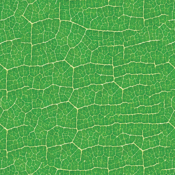 VEIA DAS FOLHAS