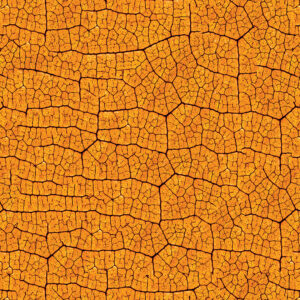 VEIA DA LARANJA FOLHAS